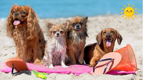 Four small dogs sitting together on a beach towel by the sea