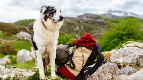 Border collie standing on a rocky mountain trail next to a red backpack