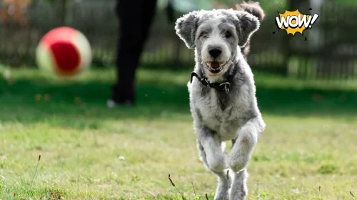 Grey shaggy dog running across a grassy off-leash park