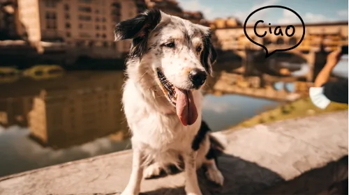 Dog sitting by a river in front of a historic Italian stone bridge