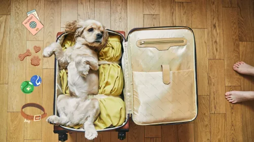Small dog lying in an open suitcase packed with clothes on a wooden floor