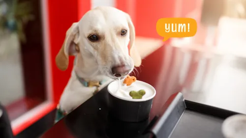 Dog enjoying a dog-friendly treat cup at a café counter