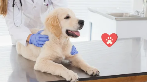 Vet in gloves gently examining a golden retriever puppy on a clinic table