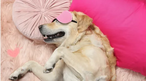 Golden retriever napping on a fluffy pink rug wearing a sleep mask