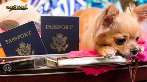 Chihuahua resting on an open suitcase next to two passports