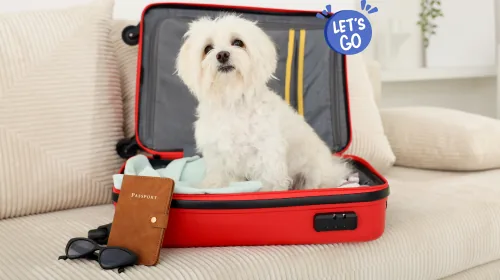 White dog sitting in an open red suitcase next to a passport and sunglasses