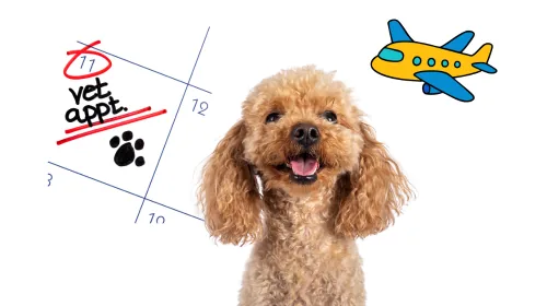 Poodle beside a calendar with a circled vet appointment
