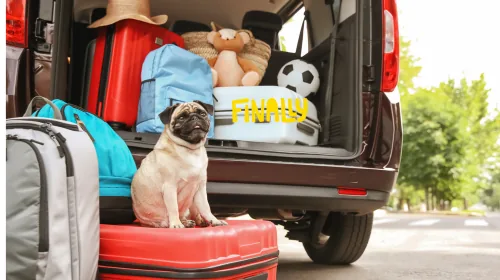 Pug sitting on a packed car boot with suitcases and bags