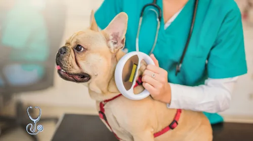 Vet scanning a French bulldog for a microchip with a handheld reader