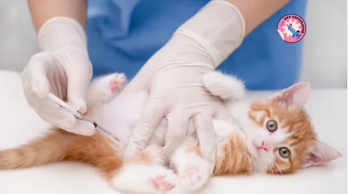 Ginger and white kitten receiving an injection from a gloved vet