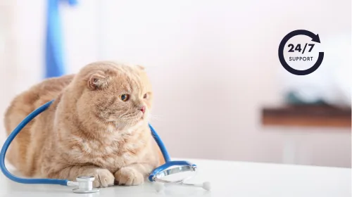 Scottish fold cat lying with a stethoscope next to a 24/7 support badge