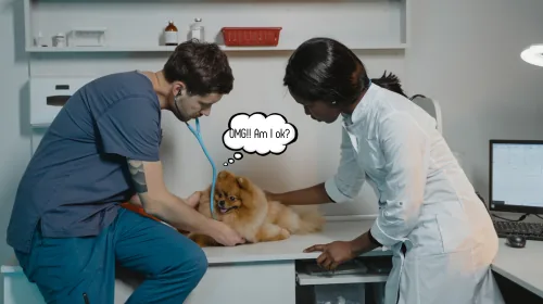 Two vets examining a small dog on a clinic table