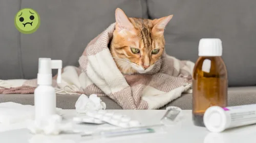Ginger cat wrapped in a blanket beside medicine bottles