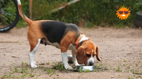 Beagle drinking water from a bowl outdoors on a hot day