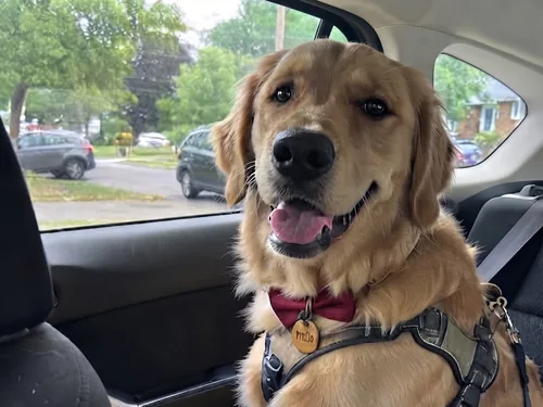 Mili the golden retriever buckled in for a car ride