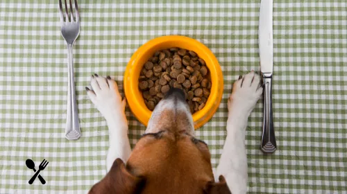 Dog eating kibble from an orange bowl on a gingham tablecloth