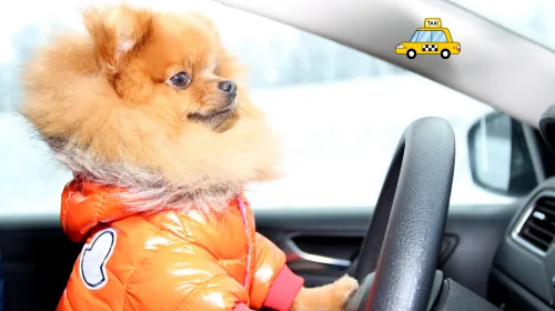 Pomeranian in an orange puffer jacket sitting in a car