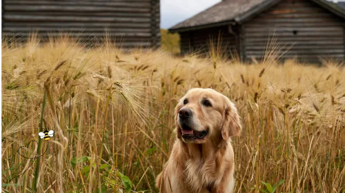 Golden retriever sitting in a wheat field in front of old wooden farm buildings