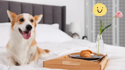 Corgi on a hotel bed beside a breakfast tray and a pink tulip