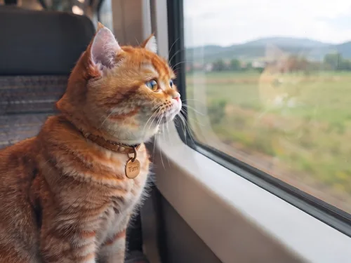 Timi the orange tabby looking out of a train window