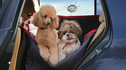 Two dogs sitting in a protective back-seat cover inside a car