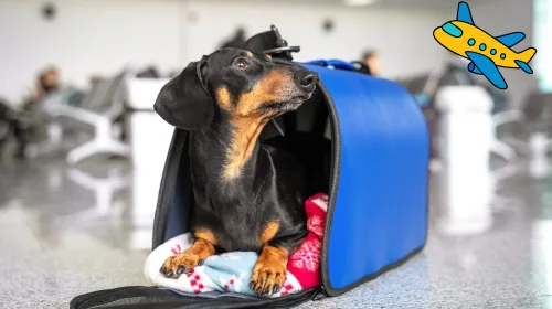Dachshund resting in a blue travel carrier at an airport terminal